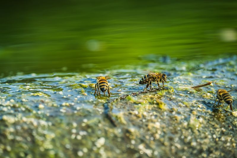 Water Sources Nearby Increase Visits