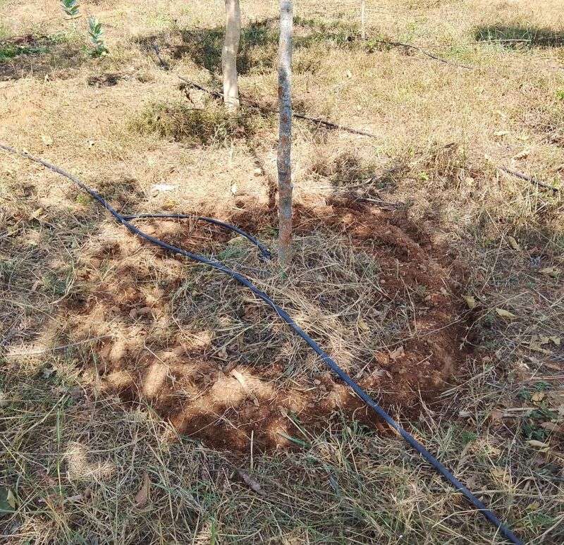 Water The Root Area Instead Of The Trunk