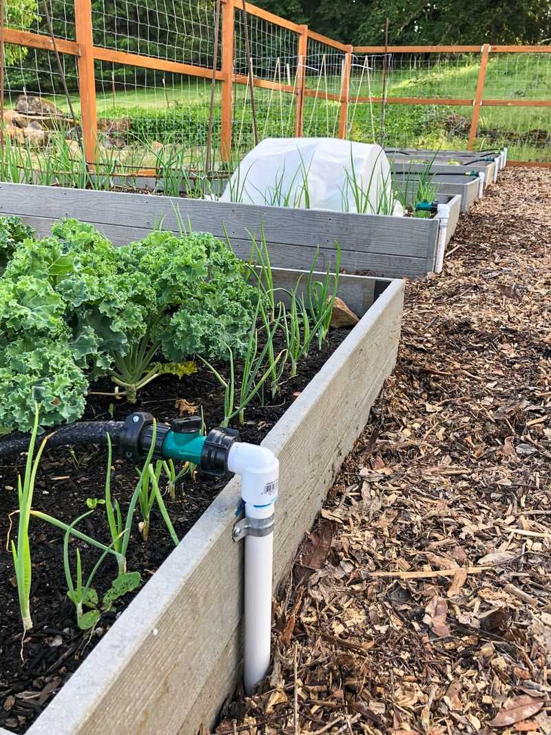 Water The Soil Instead Of Soaking The Leaves Water The Soil Instead Of Soaking The Leaves