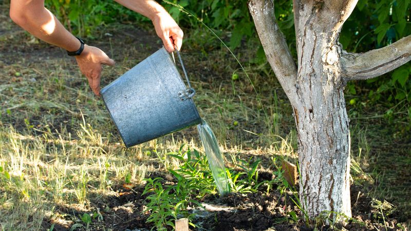 Water The Whole Root Zone