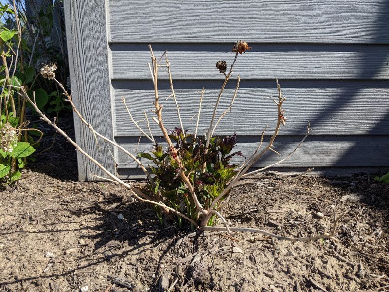 Water Well While Your Hibiscus Recovers