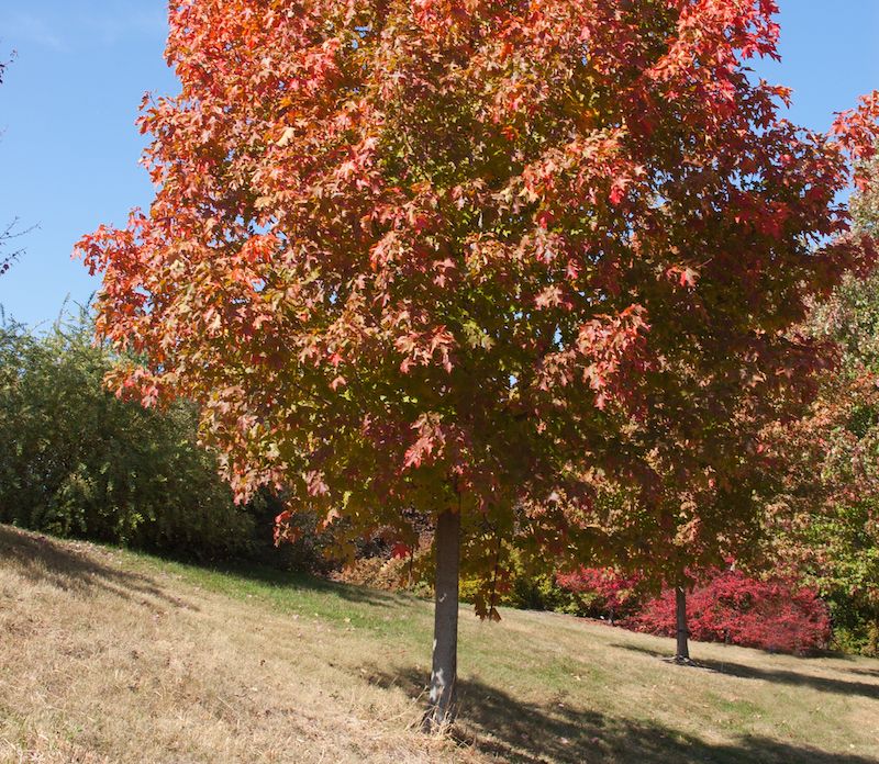 Water Your Maples Now To Protect Their Fall Show Water Your Maples Now To Protect Their Fall Show