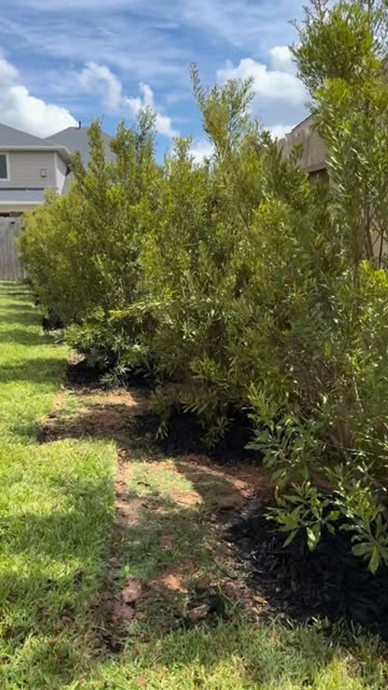 Water and Mulch While Roots Establish Water and Mulch While Roots Establish