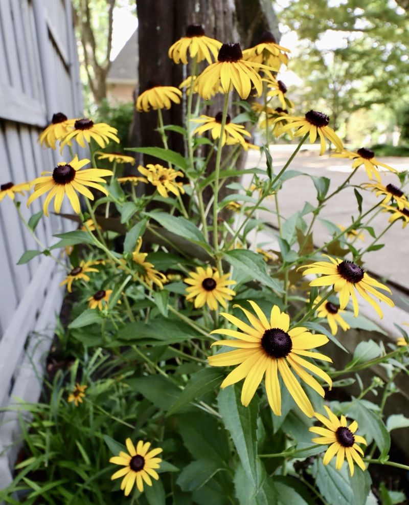 Water the New Plant Before You Test Its Drought Tolerance