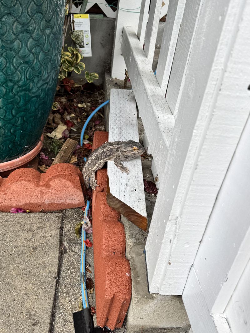 Watered Gardens Pulling Lizards Closer To Home Watered Gardens Pulling Lizards Closer To Home