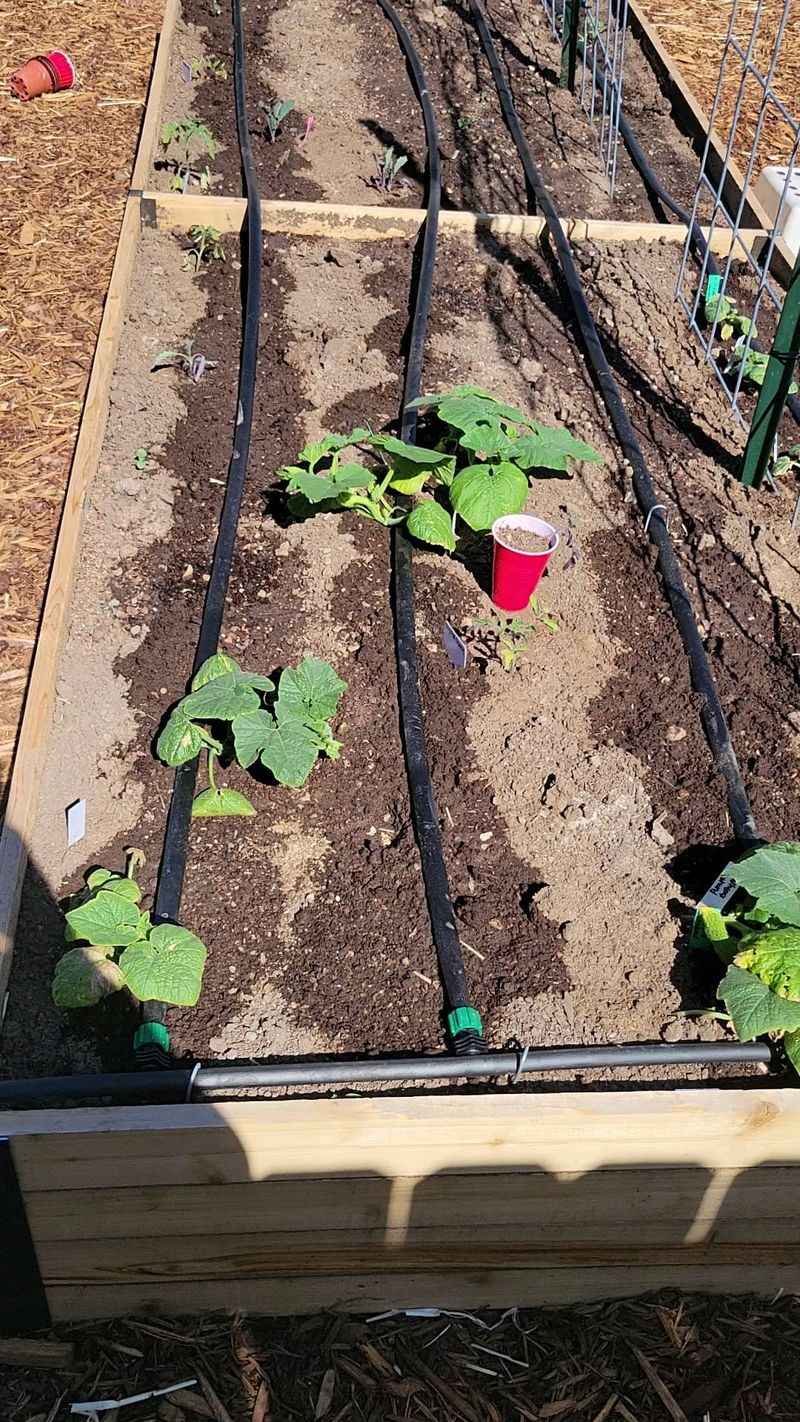 Watering Adjustments As Beds Transition Into Fall
