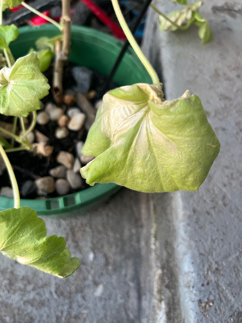 Watering Adjustments For Sudden Heat Spikes