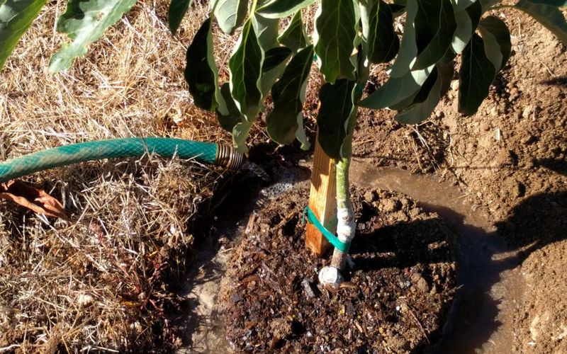 Watering Again Before The Soil Has Drained