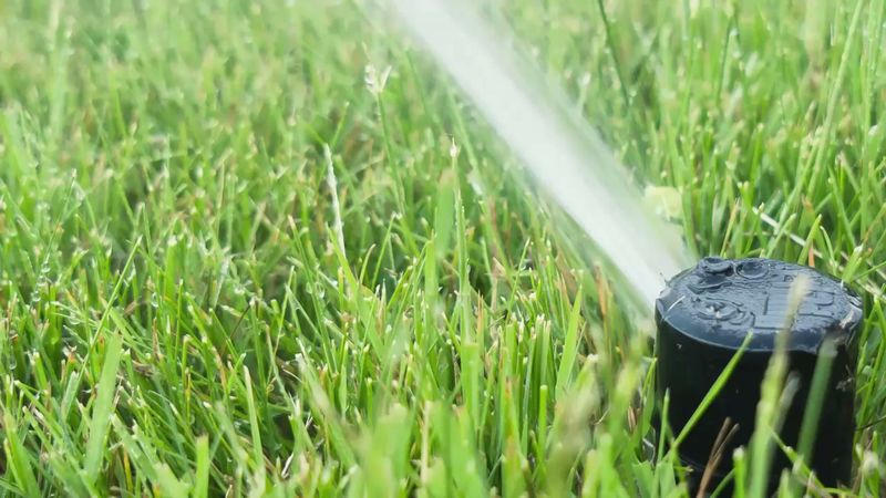 Watering And Feeding A Scalped Lawn Back To Green