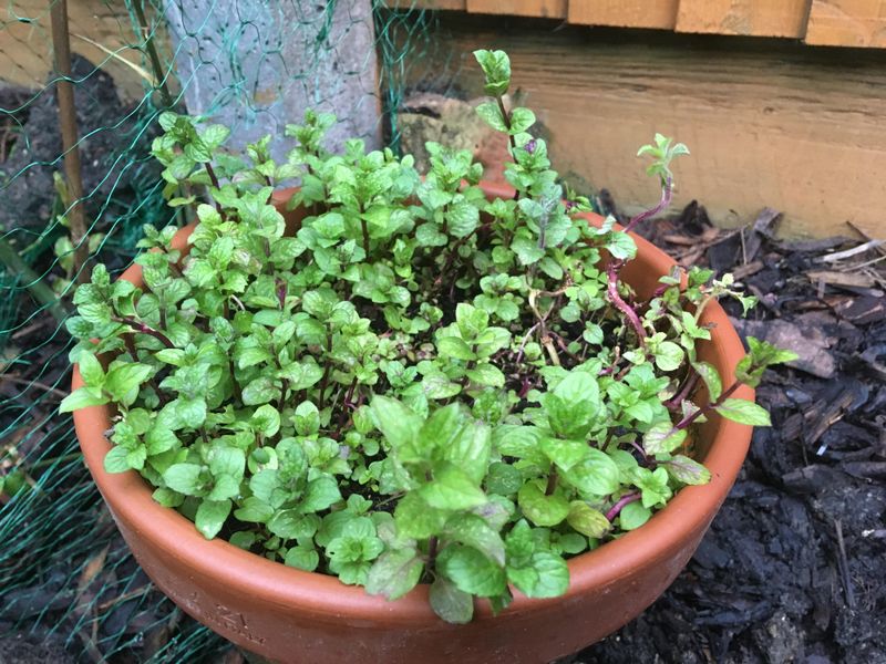 Watering And Soil Habits That Keep Mint Thriving