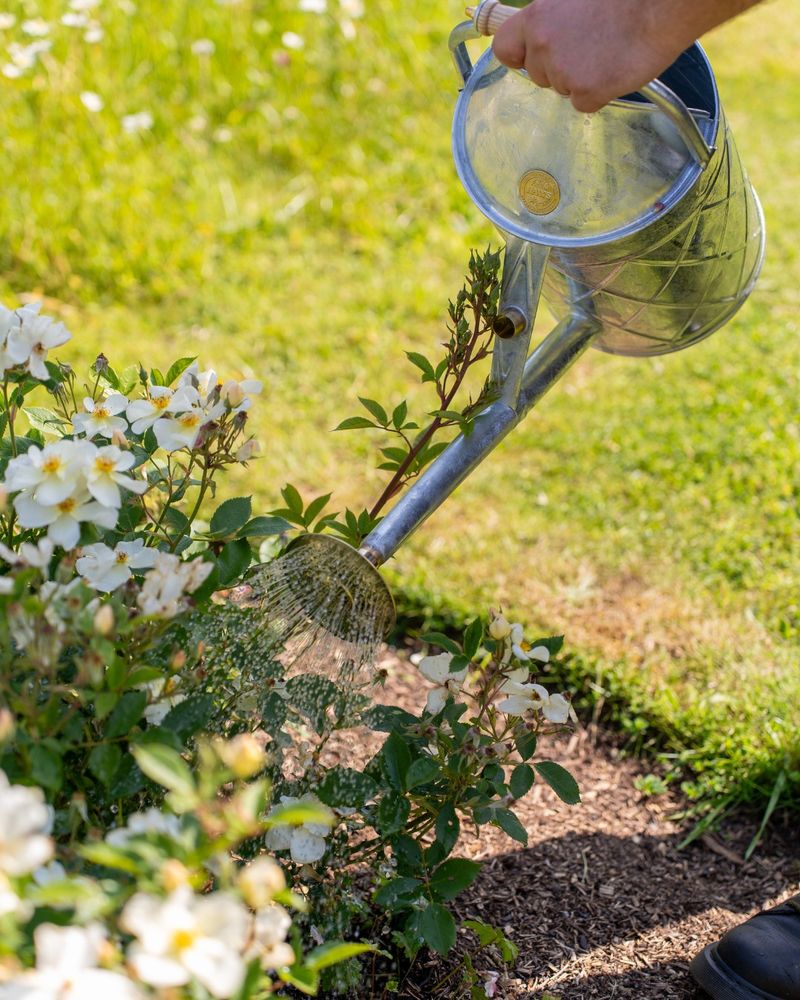 Watering Changes As Temperatures Start To Shift