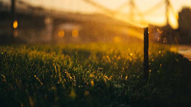 Watering Deeply Instead Of On A Daily Schedule Watering Deeply Instead Of On A Daily Schedule