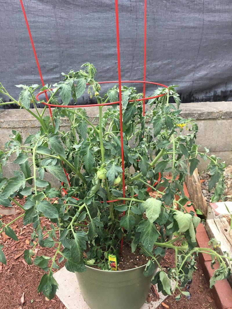 Watering Habits Are Usually Behind It Watering Habits Are Usually Behind It