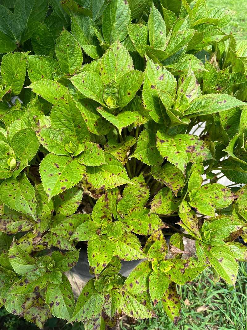 Watering Habits Often Make It Worse Without Realizing It Watering Habits Often Make It Worse Without Realizing It