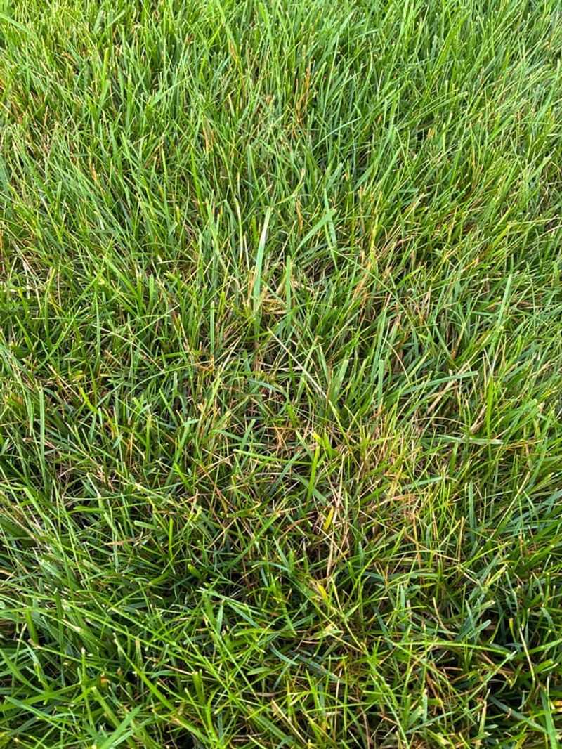 Watering Habits Often Make It Worse