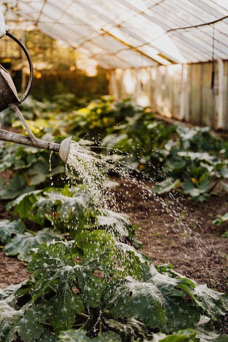 Watering Habits That Affect Fruit Development Watering Habits That Affect Fruit Development