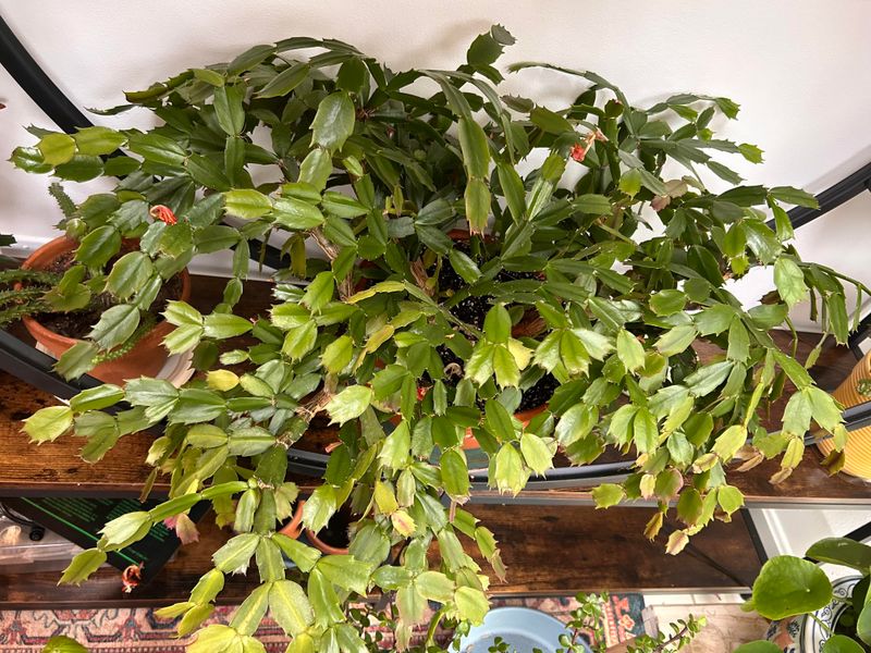 Watering Habits That Make Summer Stress Worse