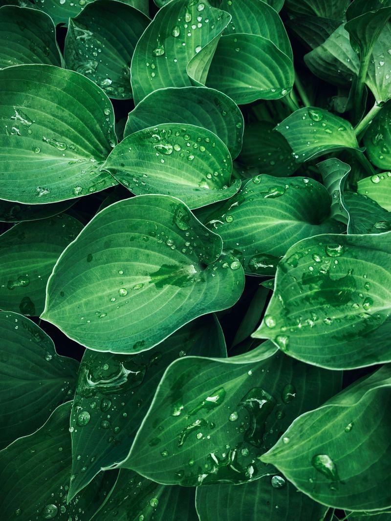 Watering Habits That Pair With Mulching