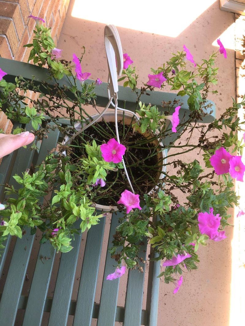 Watering Habits That Prevent Leggy Stems