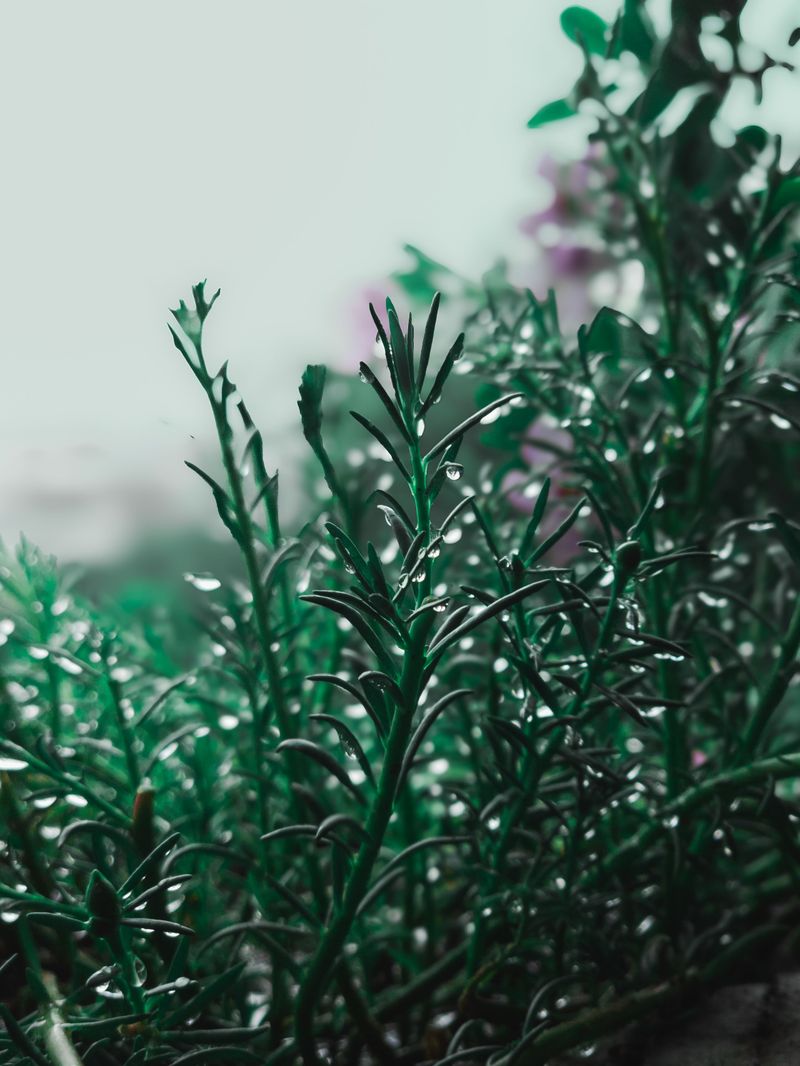 Watering Habits That Support Humid Summers