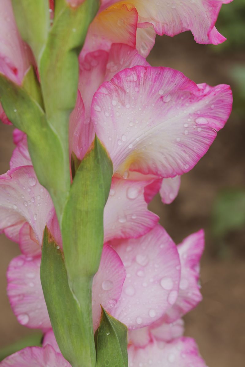 Watering Is Inconsistent During Growth Watering Is Inconsistent During Growth