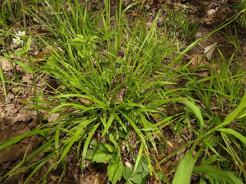 Watering Needs During The Hottest Weeks Of Summer