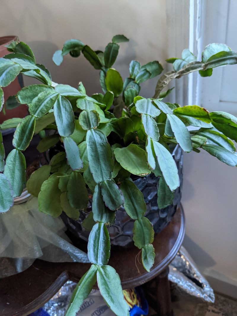 Watering On A Fixed Schedule Ignores Plant Needs