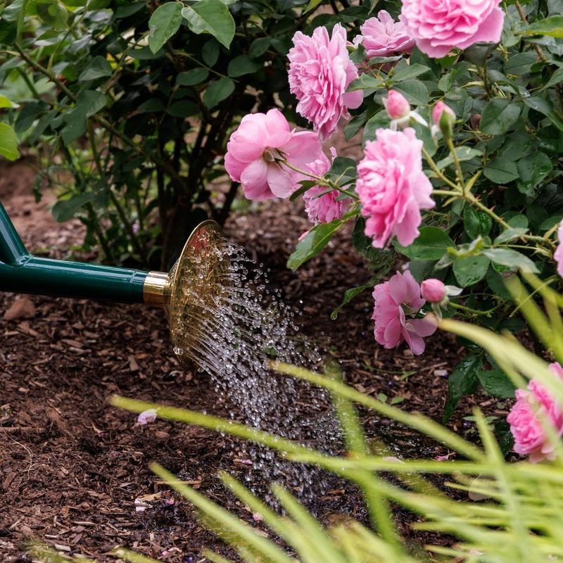 Watering Slowly Enough To Reach Deep Roots
