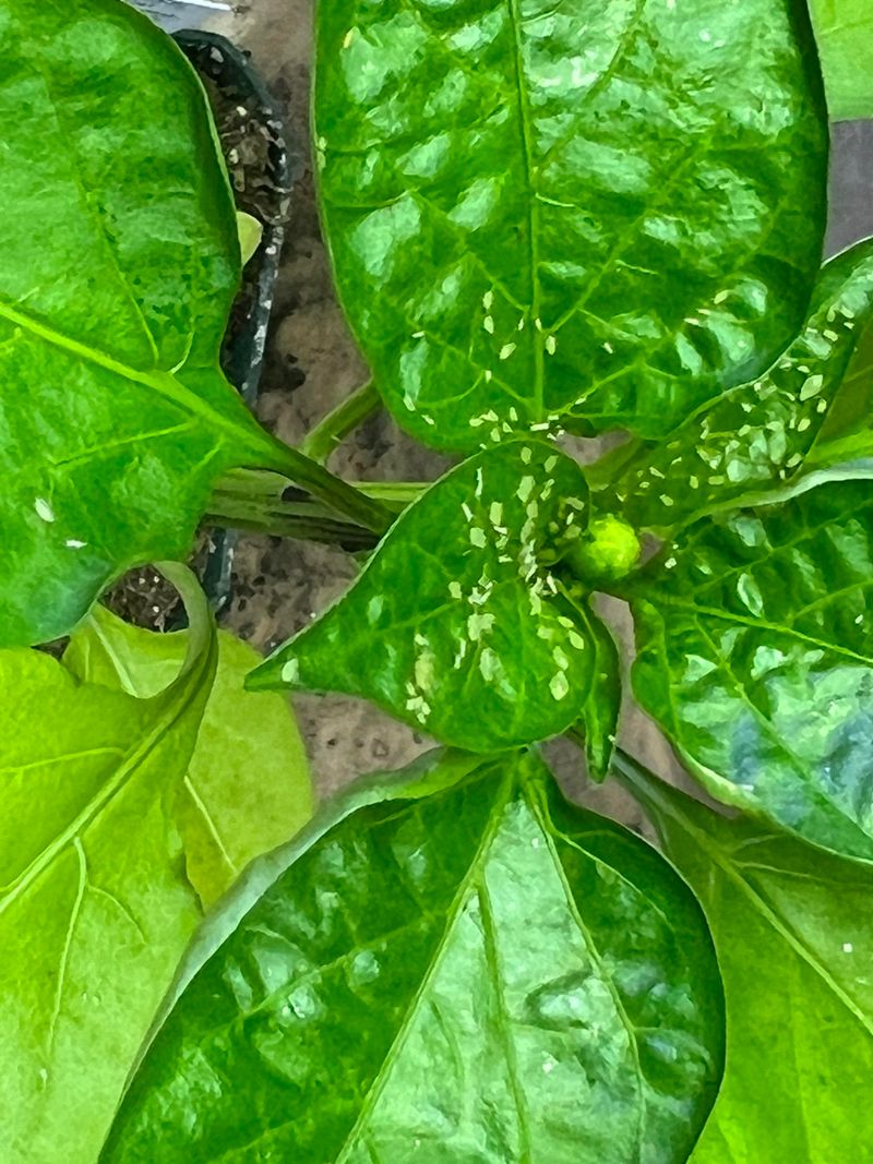 Watering Soil While Ignoring The Leaves