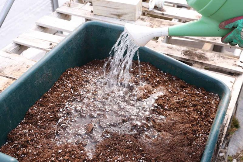 Watering The Bed Before Sowing Can Improve Starting Conditions