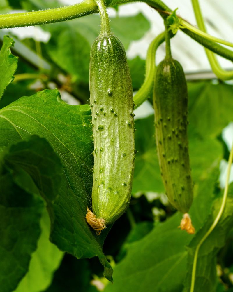 Watering Too Much Once Fruit Starts Growing