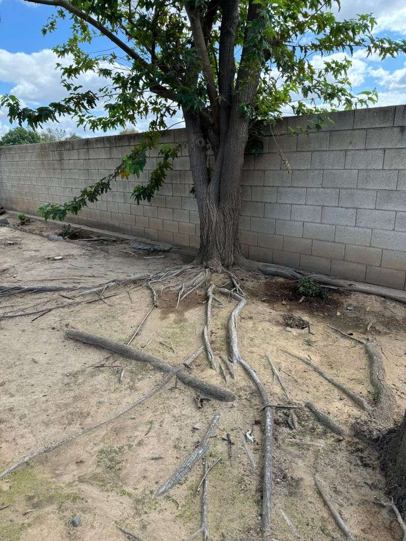 Watering Too Often Keeps Roots Near The Surface