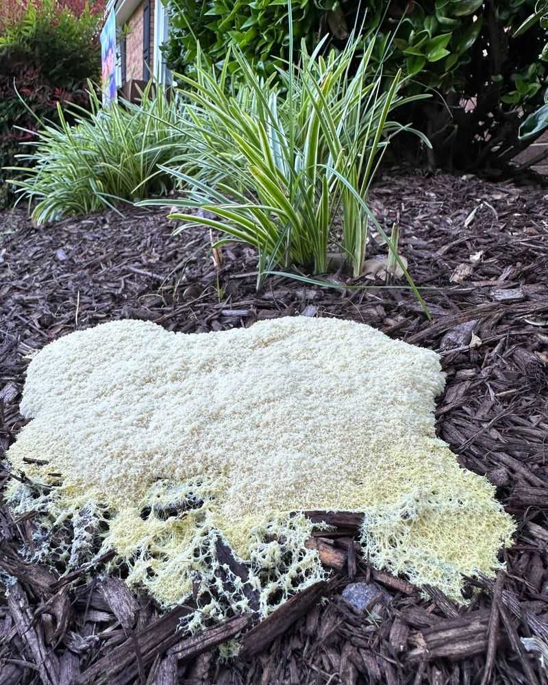 Waterlogged Mulch Breeds Mold And Fungal Growth