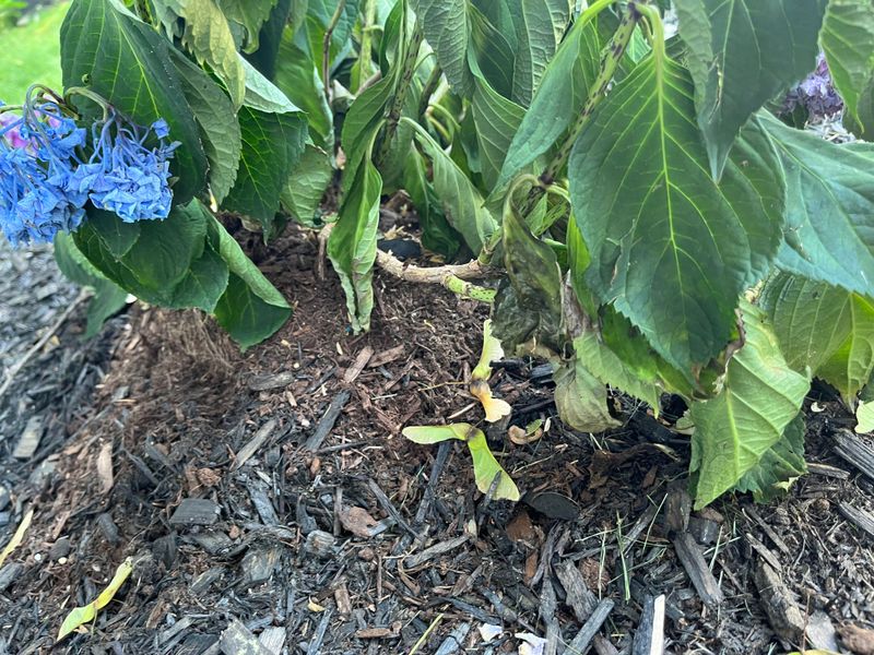 Waterlogged Soil Leaves Roots Struggling For Oxygen Waterlogged Soil Leaves Roots Struggling For Oxygen