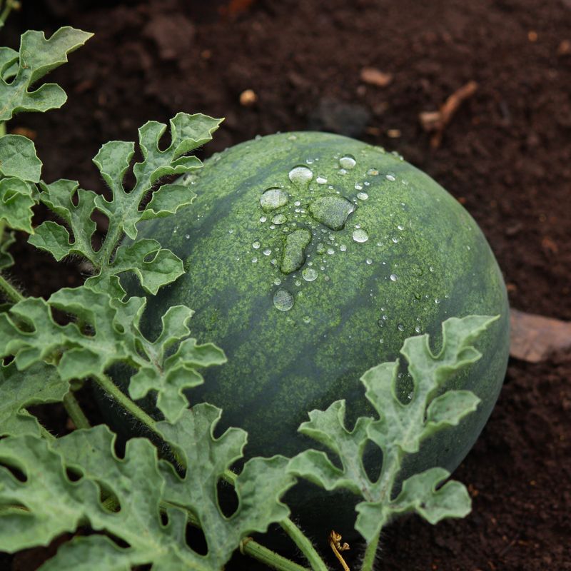 Watermelon Watermelon