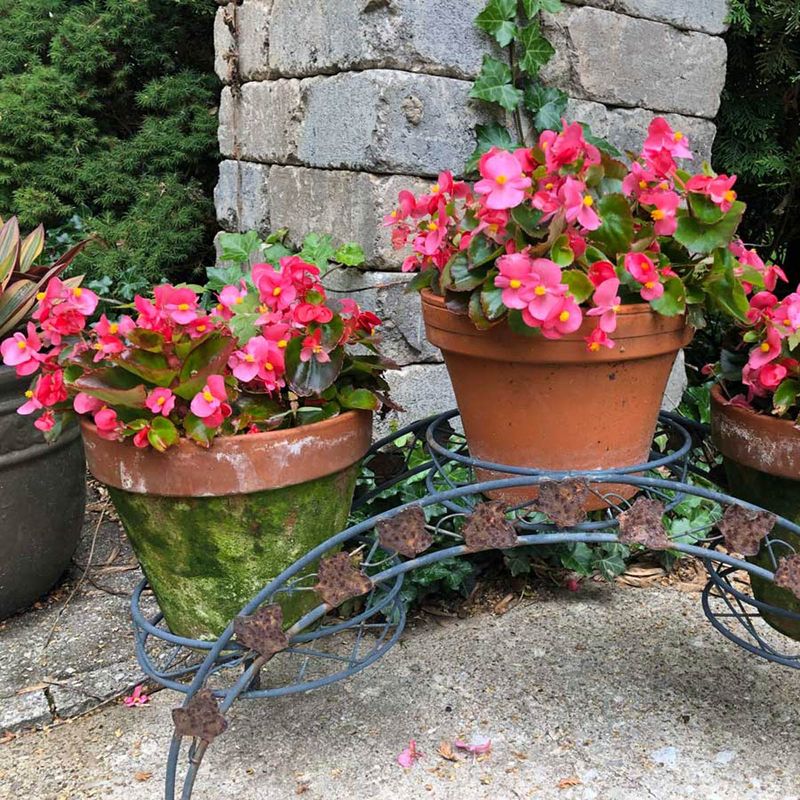 Wax Begonias Keep Shady Beds Colorful Into Fall