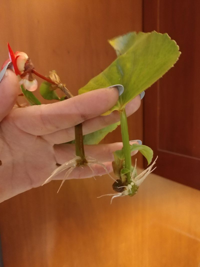 Wax Begonias Make Easy Windowsill Propagations