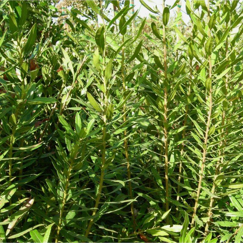 Wax Myrtle Is A Great Native Alternative To Privet