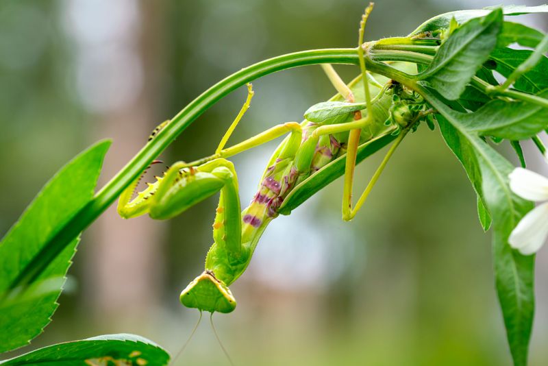 Ways To Encourage Mantises To Stick Around Ways To Encourage Mantises To Stick Around