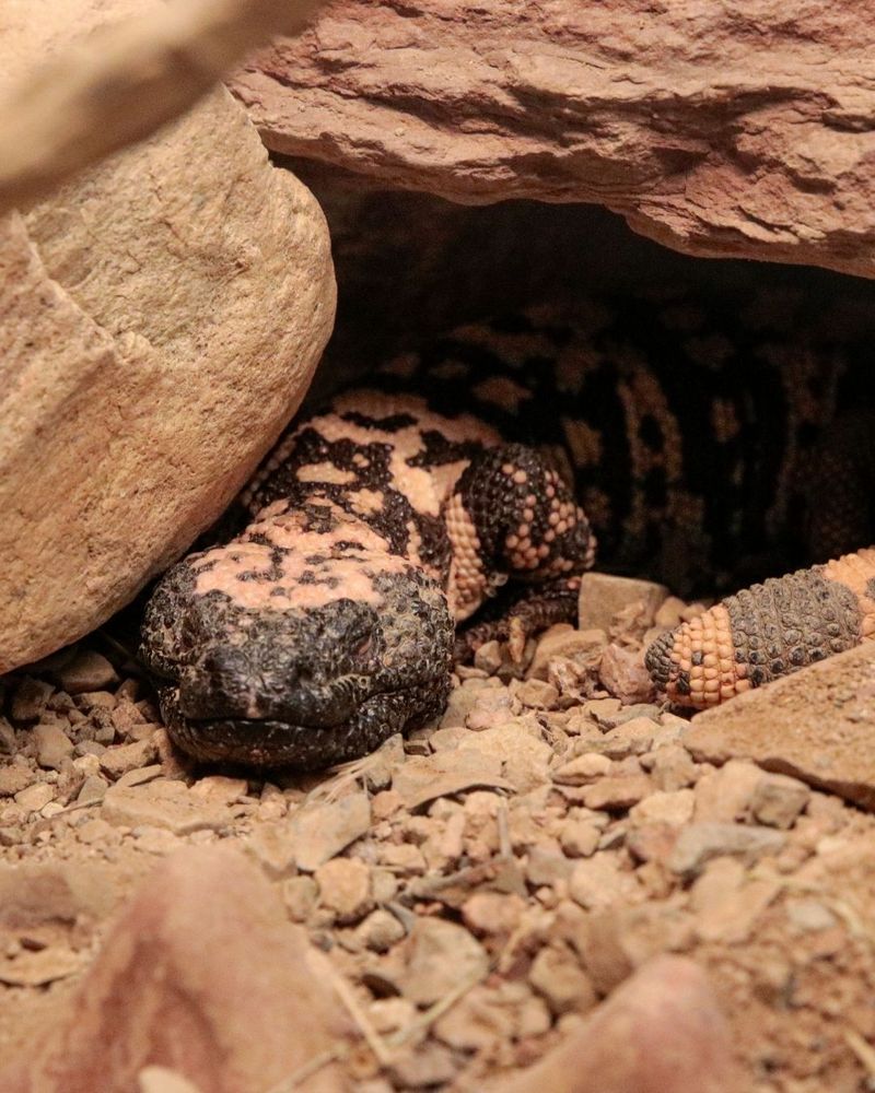 Ways To Make Your Yard Less Inviting To Gila Monsters Ways To Make Your Yard Less Inviting To Gila Monsters