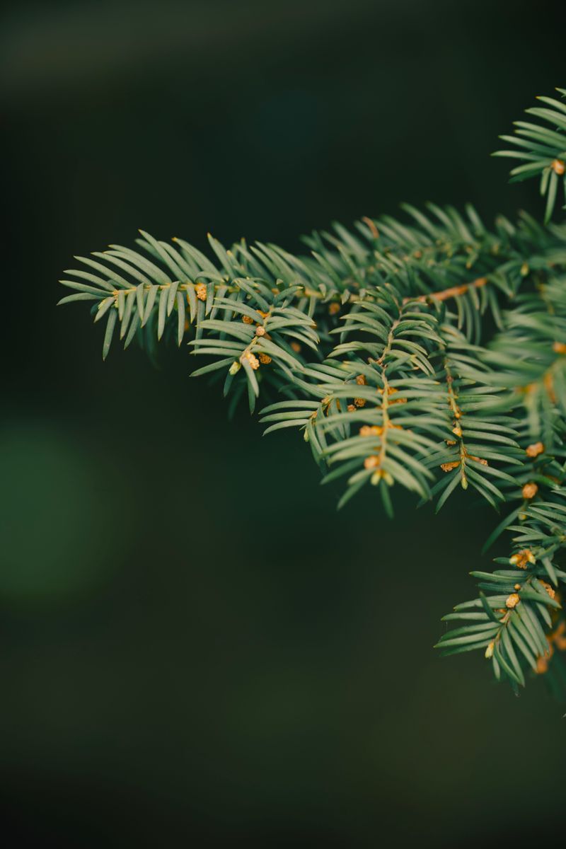 Ways To Protect Your Hemlock Trees Ways To Protect Your Hemlock Trees