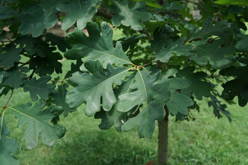 Ways You Can Help Protect Alabama's Rarest Tree