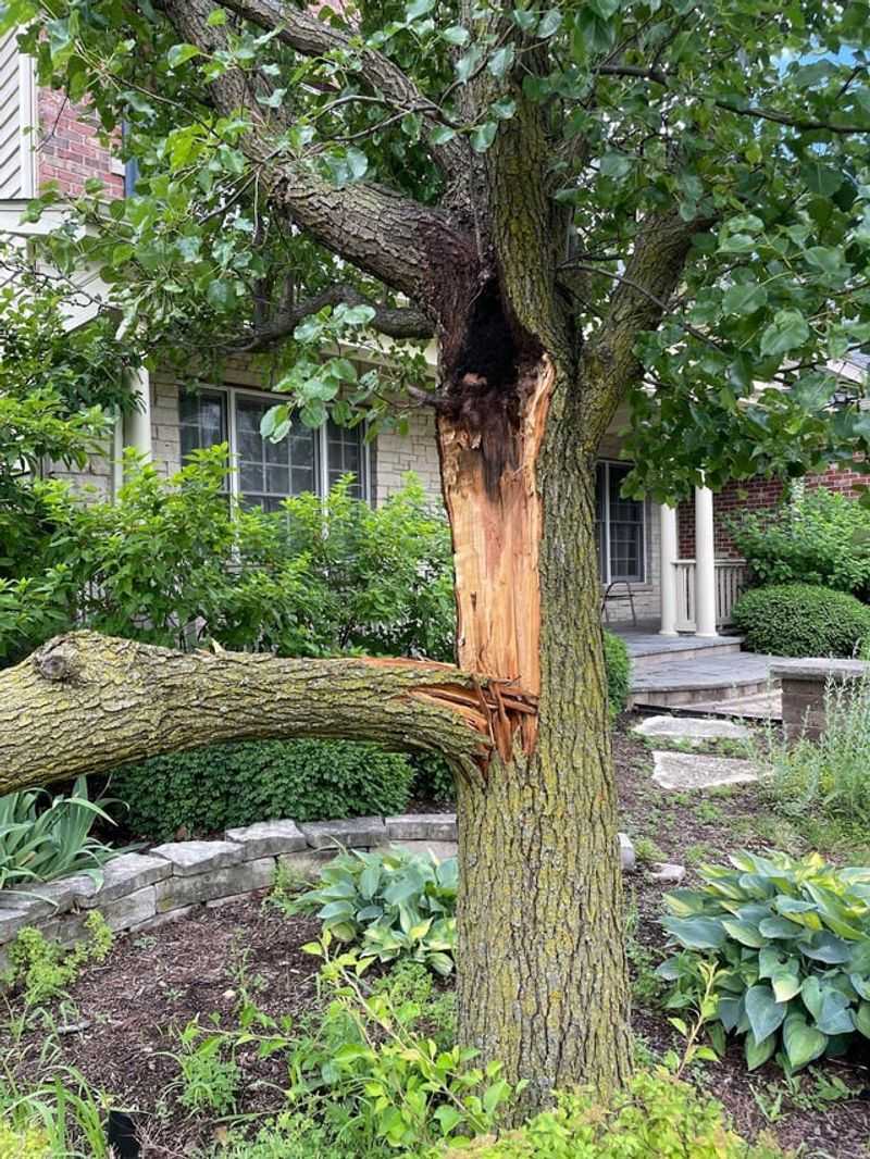 Weak Branch Structure Leads To Storm Damage