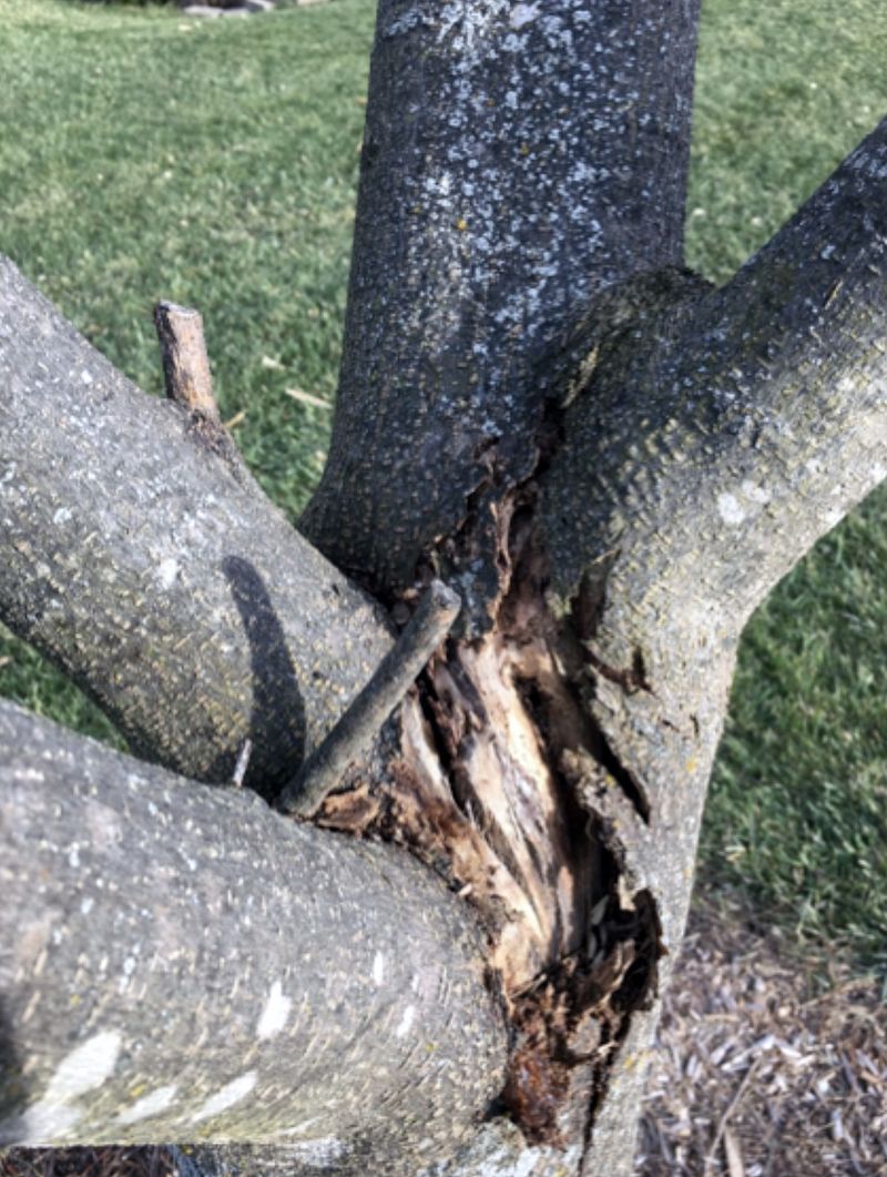 Weak Branches Add Another Problem Around The Yard
