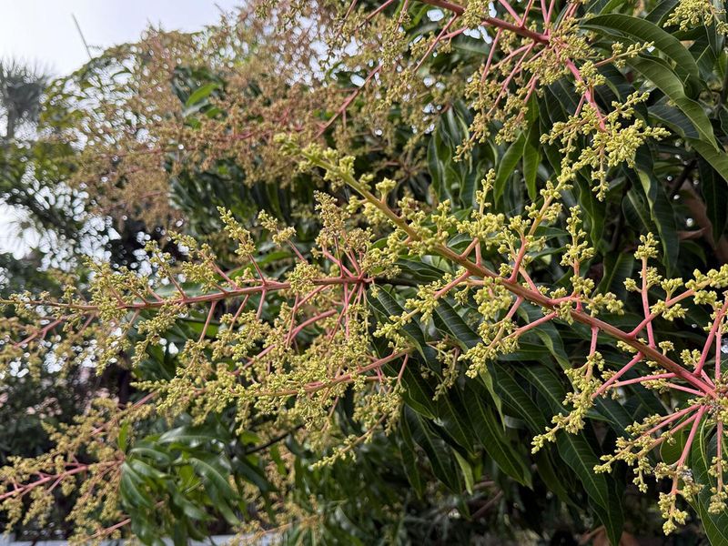 Weak Branches Should Not Carry The Next Crop