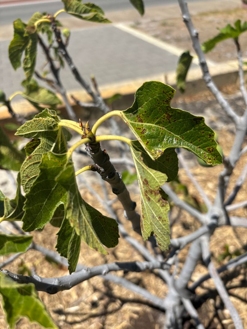 Weak New Growth Can Follow Prolonged Saturation