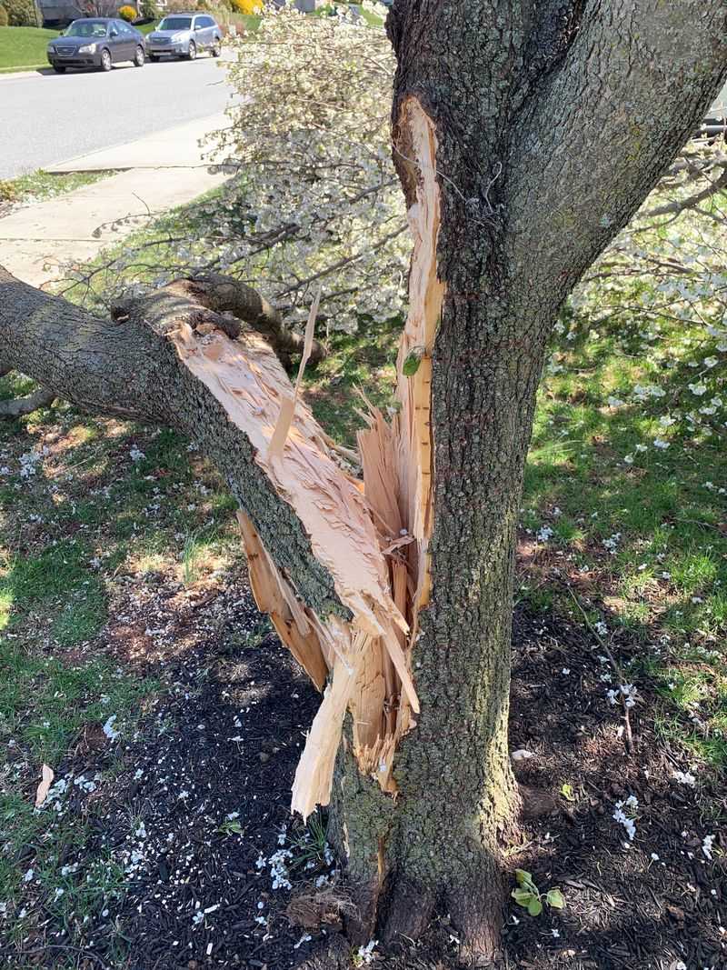 Weak Wood Snaps During Storms