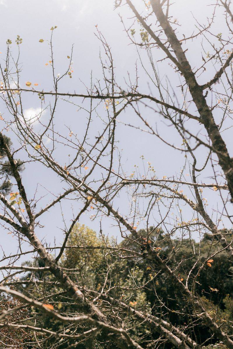 Weakened Branches Stressed By Defoliation Weakened Branches Stressed By Defoliation