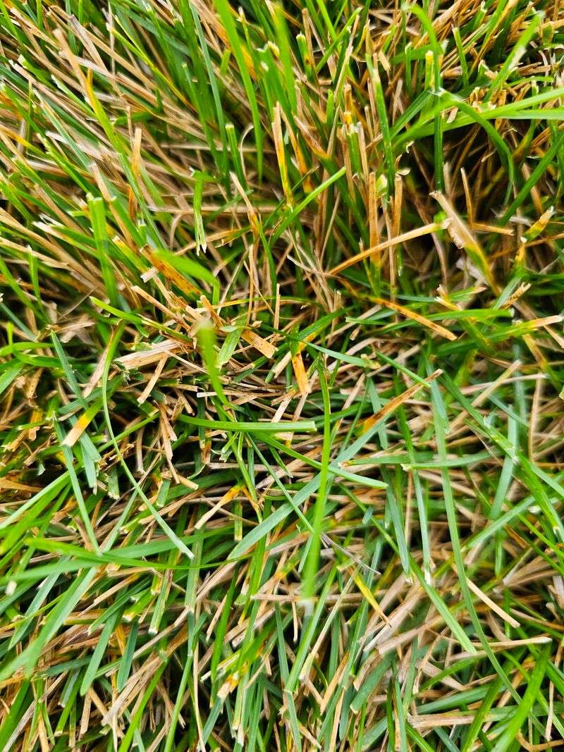 Weakened Grass Becomes A Prime Candidate