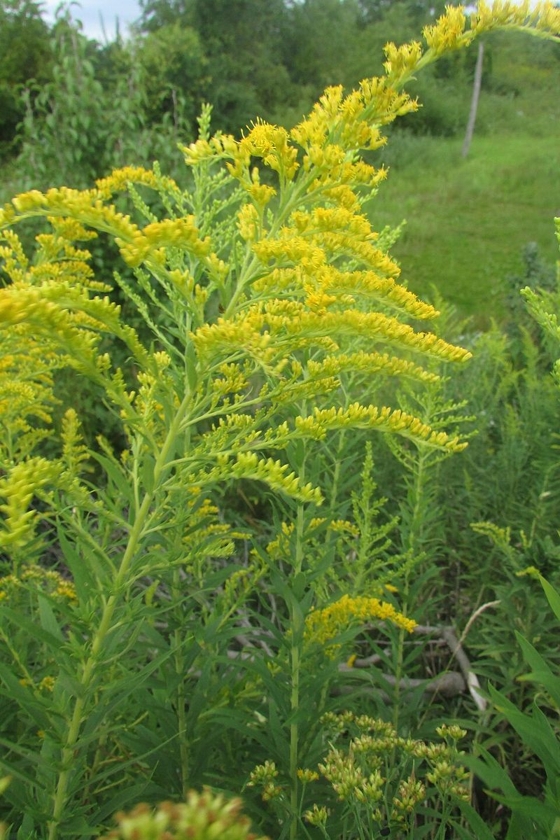 Weather Conditions That Intensify Pollen Spread Weather Conditions That Intensify Pollen Spread
